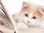 cat reading book