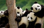 panda bears