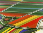 Tulip Fields