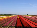 Tulip Field