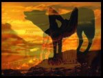 Wolf Sunset