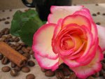Rose and coffee