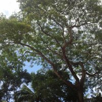 Trees against a partially cloudy sky