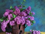 Lilacs