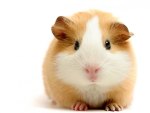 ~Guinea Pig~