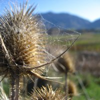 cobwebs in the morning