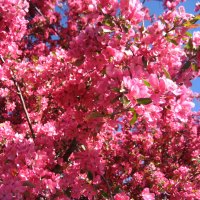 pink tree