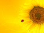 Sunflower Ladybug
