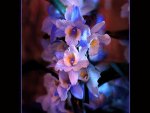 Orchid blue