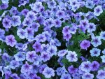 Happy Violet Petunias