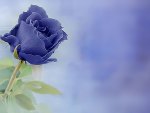 Blue Rose