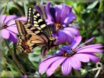 Purple blooms and Swallowtail
