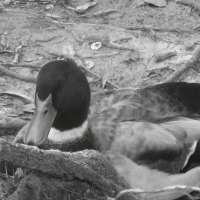 black and white mallard