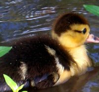 sweet little duckling