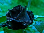 Black rose