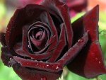 Deep red rose