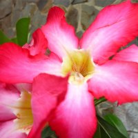 sweet adenium