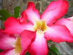 sweet adenium