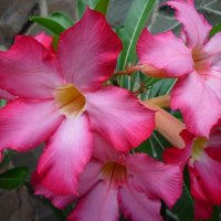 another adenium