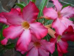 another adenium