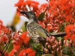 *** Little Wattlebird ***