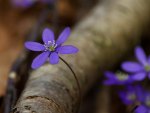 *** Blue hepatica ***