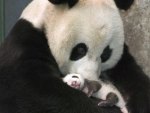 mama panda and baby