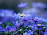 *** Blue hepatica ***