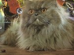 A gray persian cat