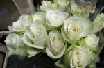 White roses for sale