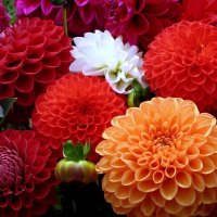beauty dahlias