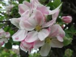Apple Blossom