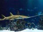 Smalltooth Sawfish