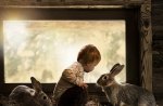 Boy and rabbits