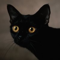 Dark Cat