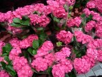 Pink flowers for sale