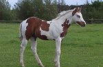 Paint Colt