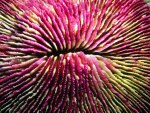 Sea Coral
