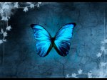 Blue Morpho Butterfly
