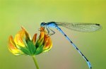 Blue Dragonfly