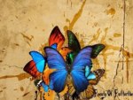 Beauty of Butterflies