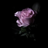 *** Amazing rose ***