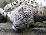 *** Snow leopard ***