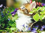A kitten with flowers
