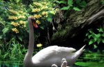 Swan Family