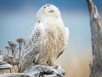 Snowy Owl