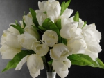 Pure white freshness of tulips