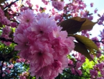 Pink blossom