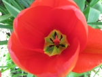 Tulip Heart