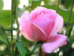 Pink beautiful  rose
